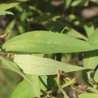 Tragia involucrata L.